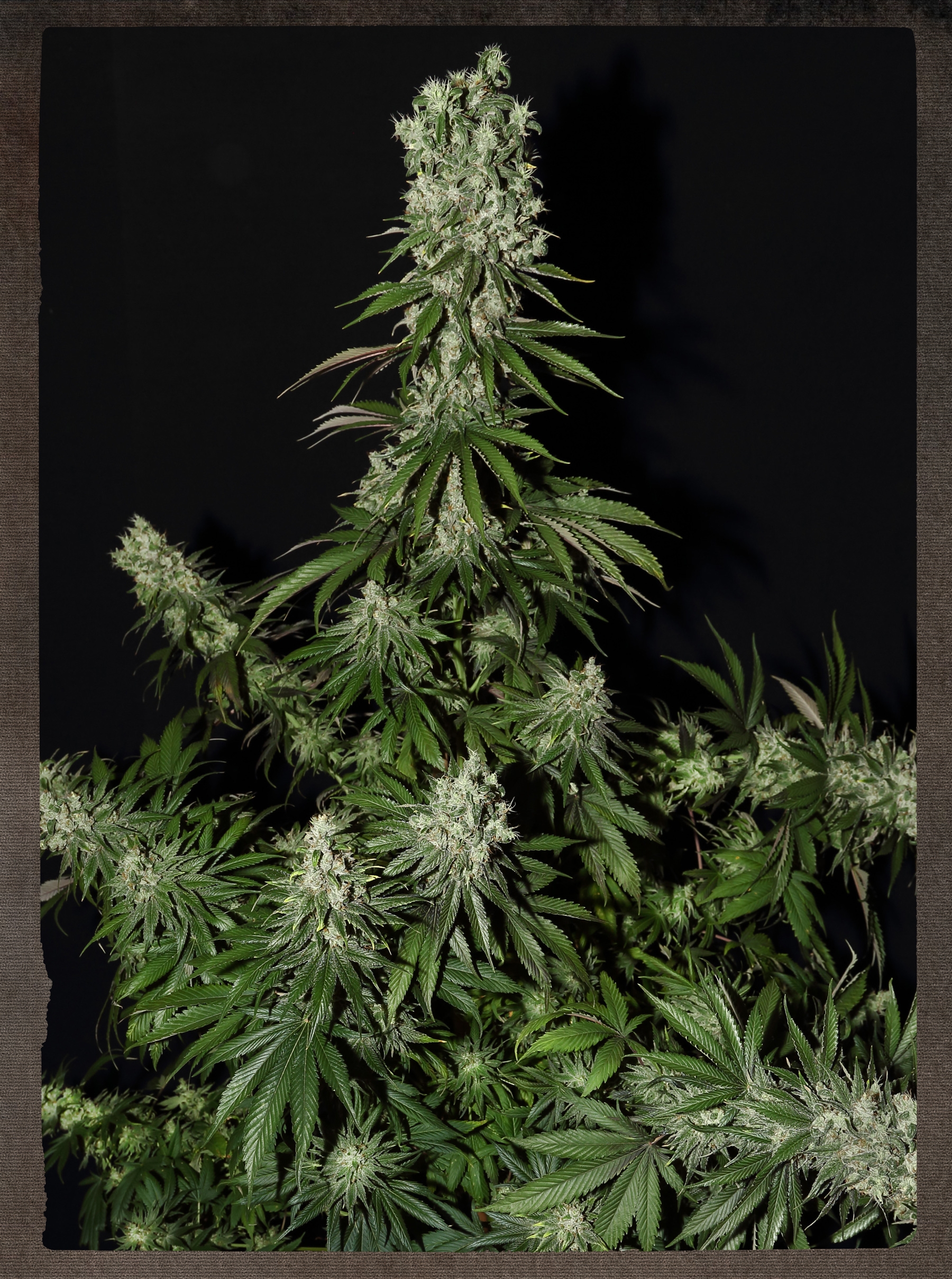 White Strawberry Skunk Cannabis Seeds