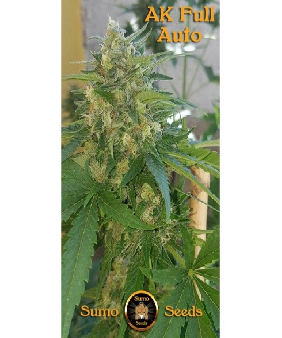AK Full Auto Cannabis Seeds