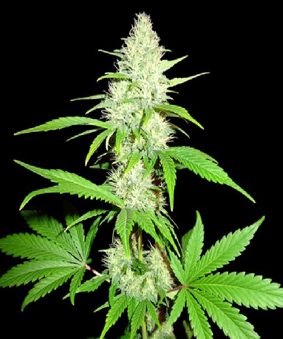Amnesia Ganja Haze Cannabis Seeds