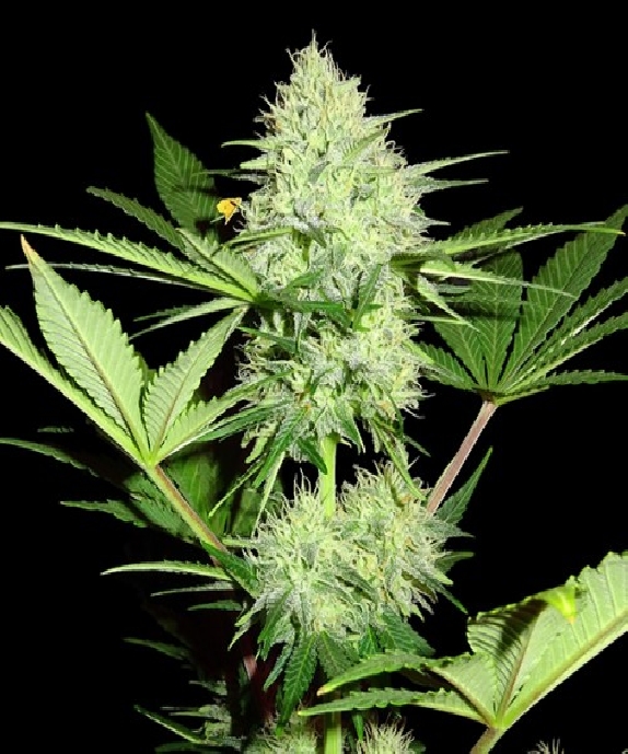 Berries & Cheese Cannabis Seeds