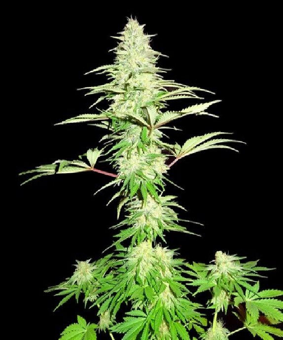 Blue Nitro Haze Cannabis Seeds