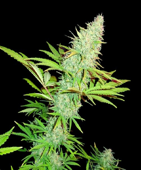 CBD Kongs Kush Cannabis Seeds