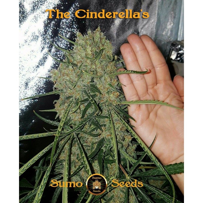 Cinderellas Cannabis Seeds