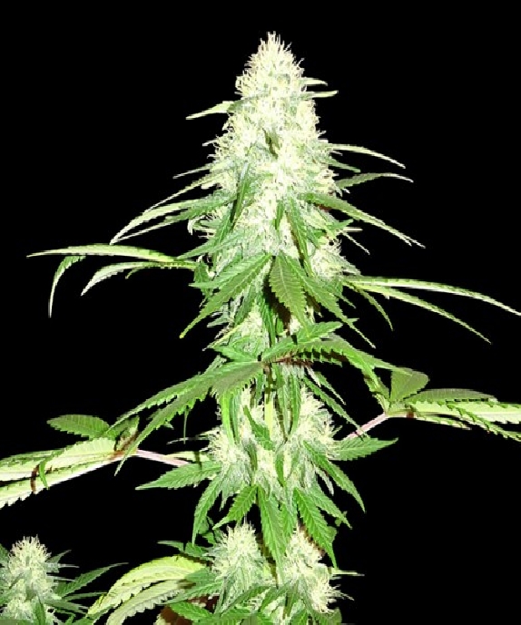 Green Mango Cannabis Seeds