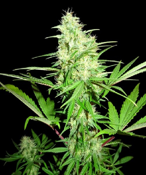 Honey Rock Cannabis Seeds