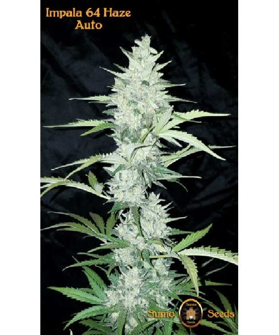 Impala 64 Haze Auto Cannabis Seeds