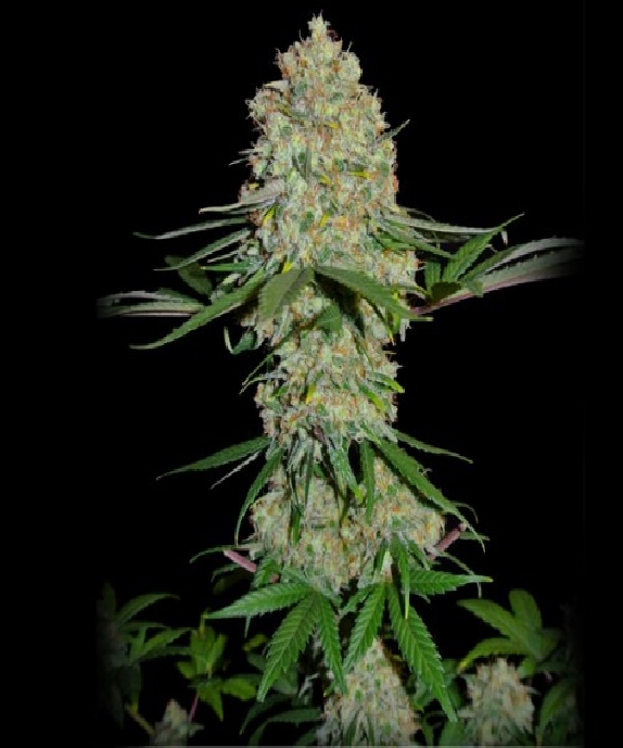 Silver Buddha Haze Cannabis Seeds