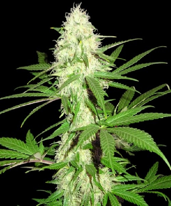 Sumo's Big Bud Cannabis Seeds