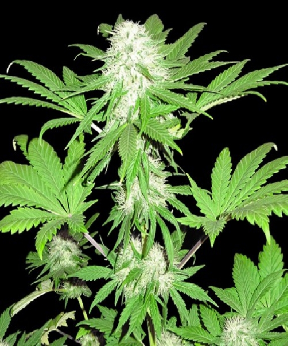Sumo's OG Kush Cannabis Seeds