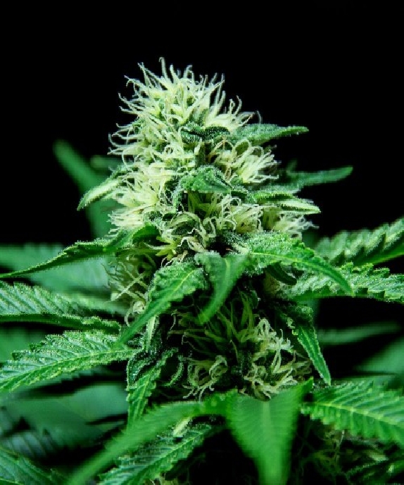 Sweet Harlem Diesel Cannabis Seeds