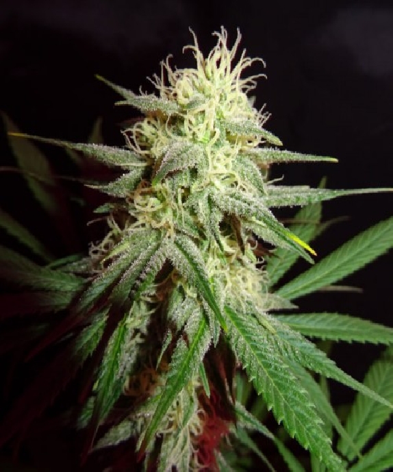 Thunderstruck Cannabis Seeds