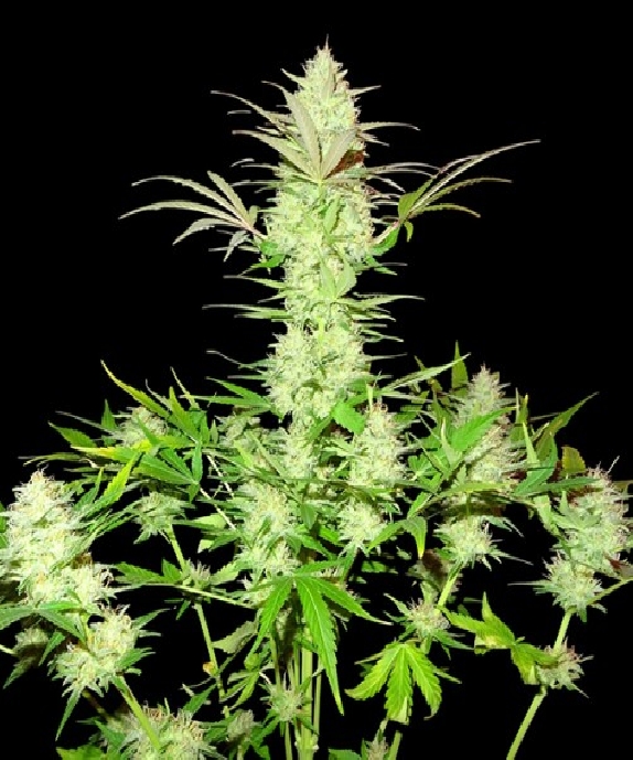 Ultimate AK Cannabis Seeds