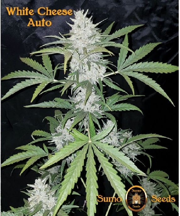 White Cheese Auto Cannabis Seeds