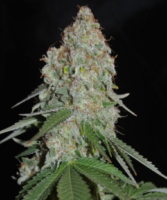 White Widow Original Cannabis Seeds