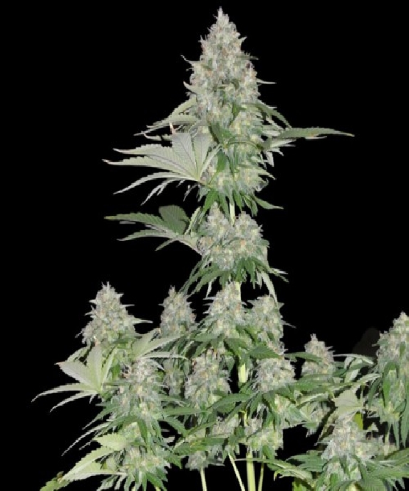 Zombie Haze Cannabis Seeds