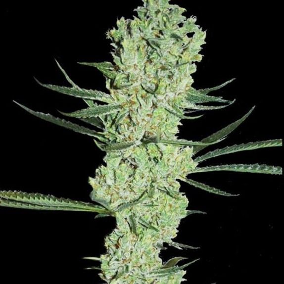 Amnesia Cannabis Seeds