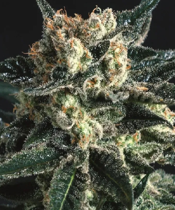 AK47 x SCBDX Cannabis Seeds