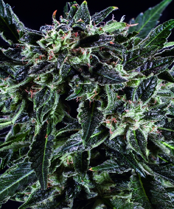 Amnesia Haze x SCBDX Cannabis Seeds