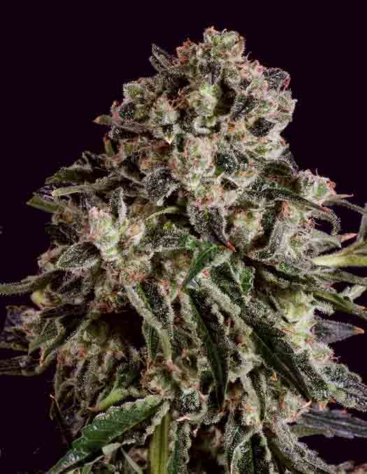 Black Critical x SCBDX Cannabis Seeds