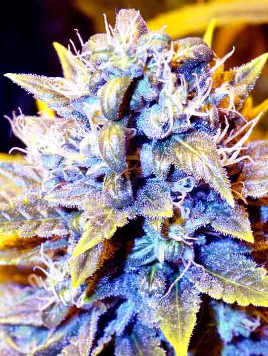 Black Kush x SCBDX Cannabis Seeds