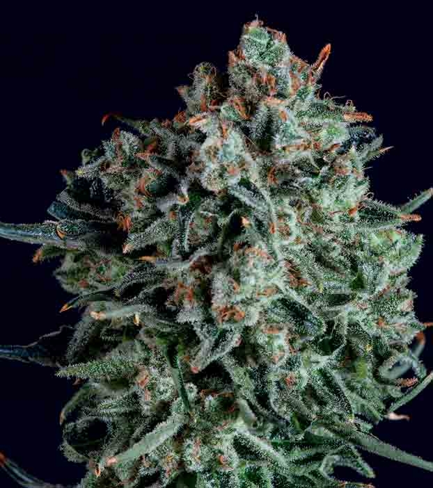Blue Cheese x SCBDX Cannabis Seeds