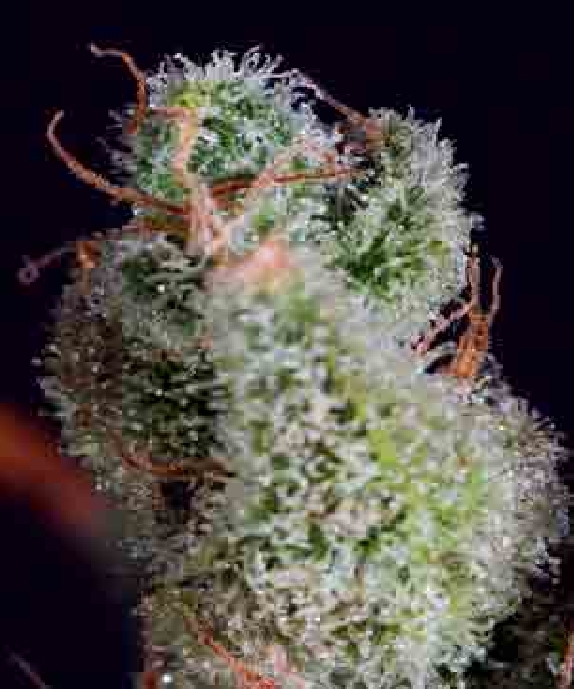 Cheese x SCBDX Cannabis Seeds