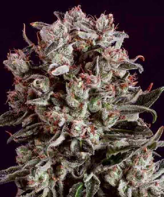 Critical Mass x SCBDX Cannabis Seeds