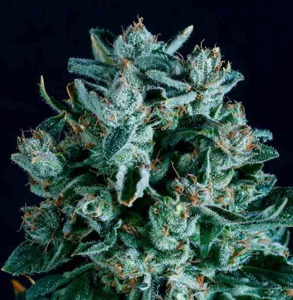 Diesel x SCBDX Cannabis Seeds