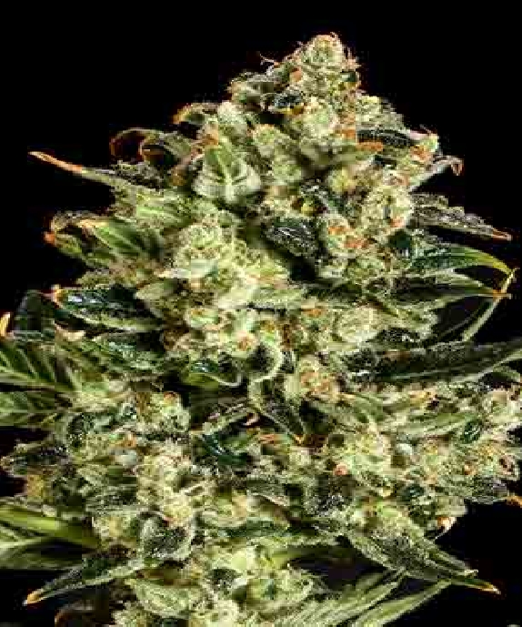 Emerald Jack x SCBDX Cannabis Seeds