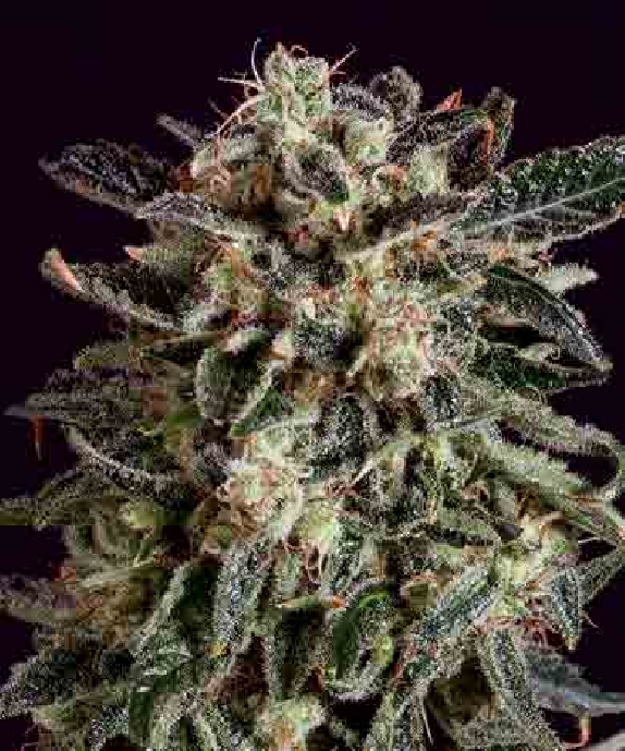 Jack Flash x SCBDX Cannabis Seeds