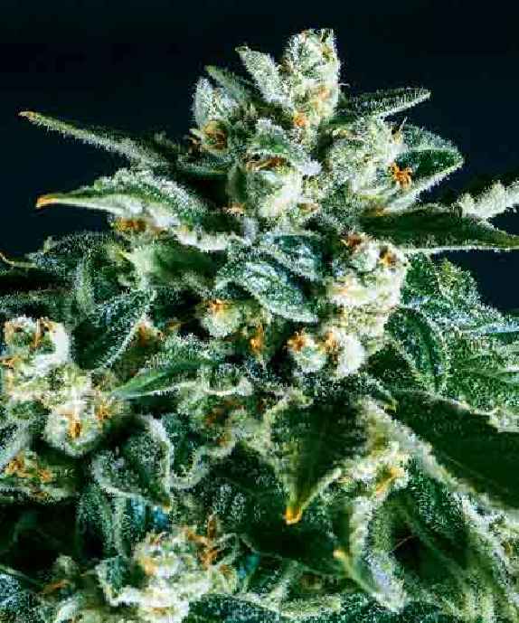 Jack Herer x SCBDX Cannabis Seeds