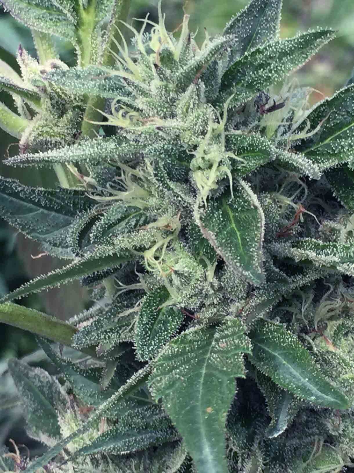 Lost Coast x SCBDX Cannabis Seeds