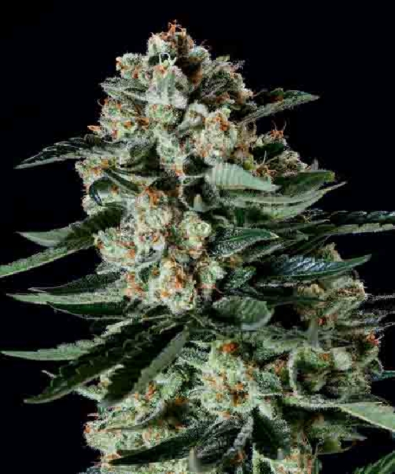 Matanuska Thunderfuck x SCBDX Cannabis Seeds