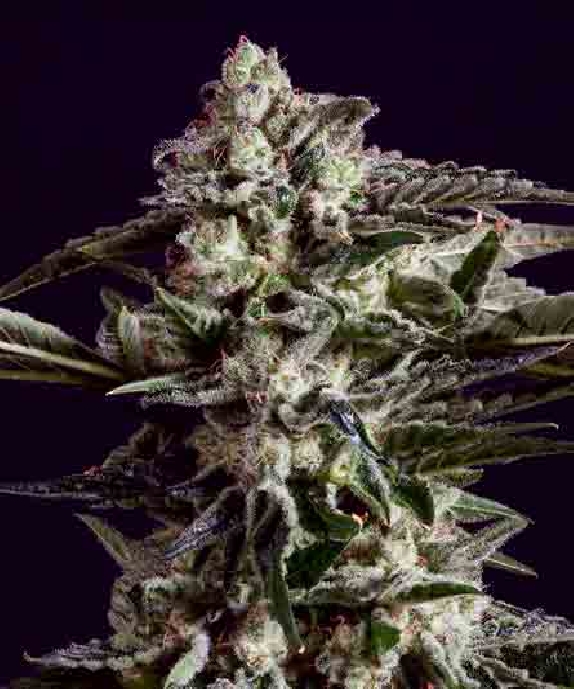 NYC Diesel x SCBDX Cannabis Seeds