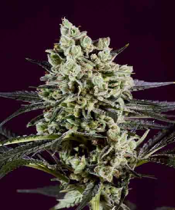 OG Kush x SCBDX Cannabis Seeds