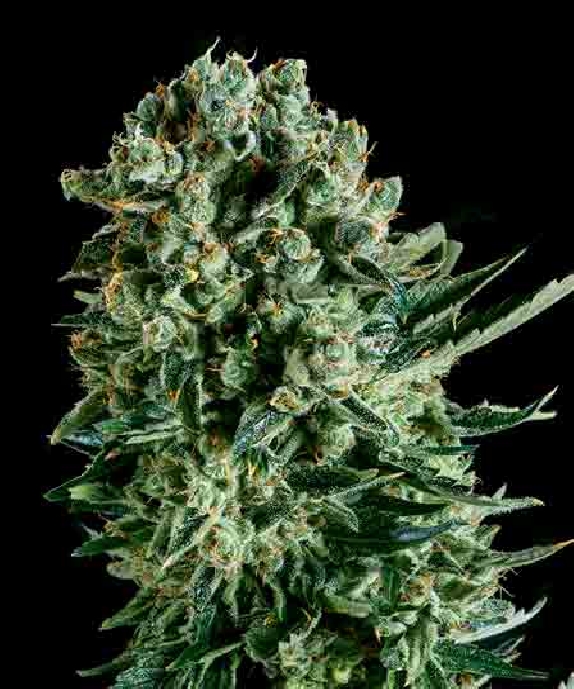 Queen Mother x SCBDX Cannabis Seeds