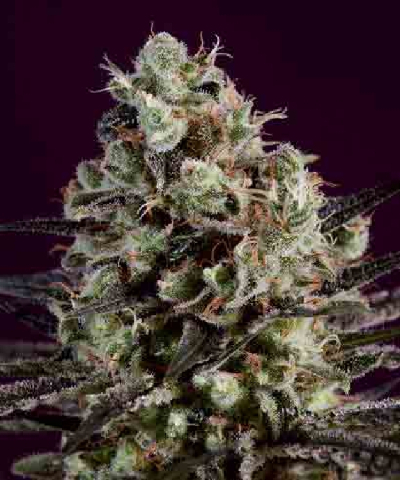 Royal Purple Kush x SCBDX Cannabis Seeds