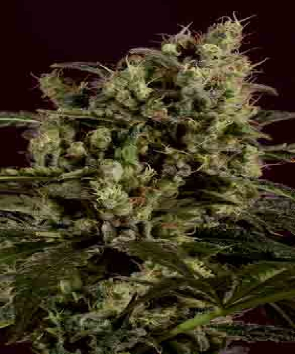Sage n Sour x SCBDX Cannabis Seeds