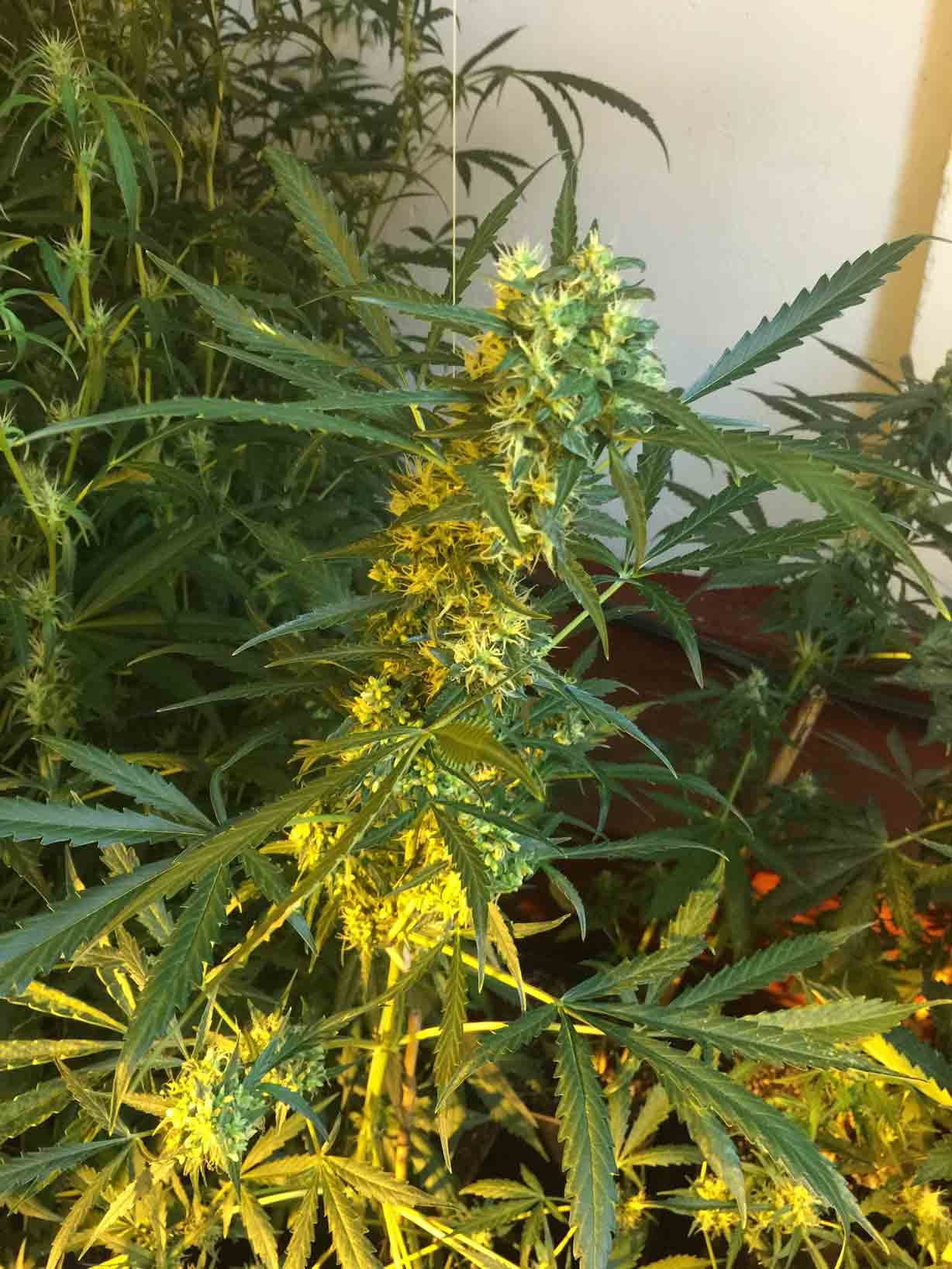 Somango x SCBDX Cannabis Seeds
