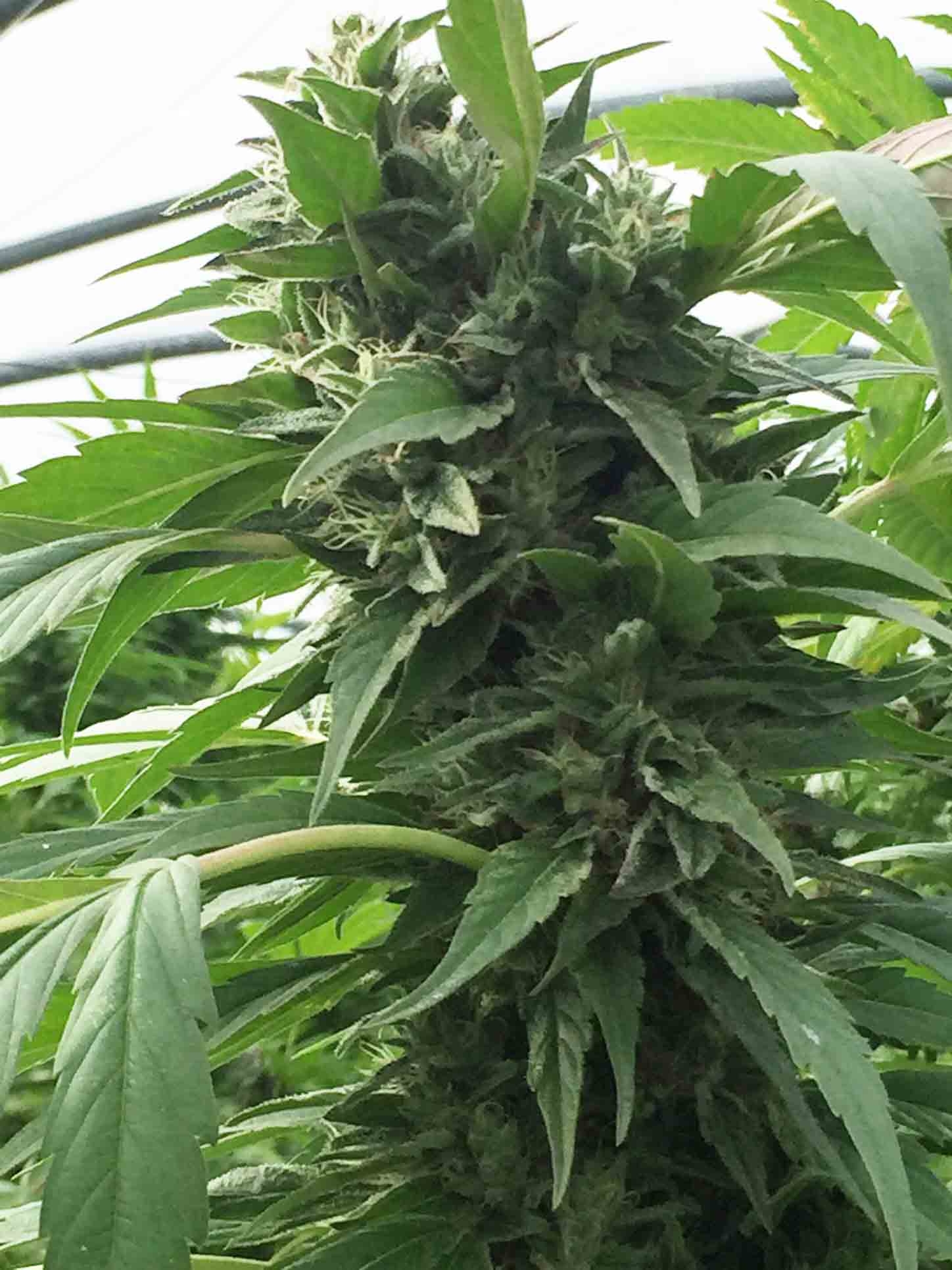 Sweet Tooth x SCBDX Cannabis Seeds