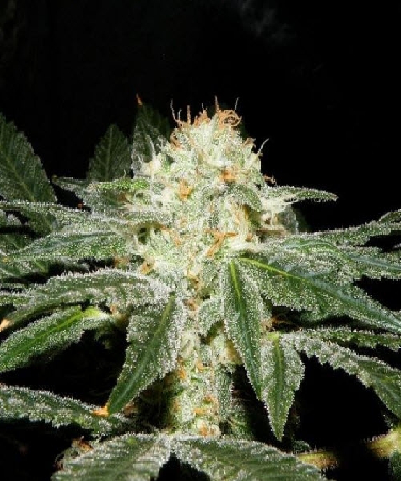 Afghan Delicious Fast Version Cannabis Seeds