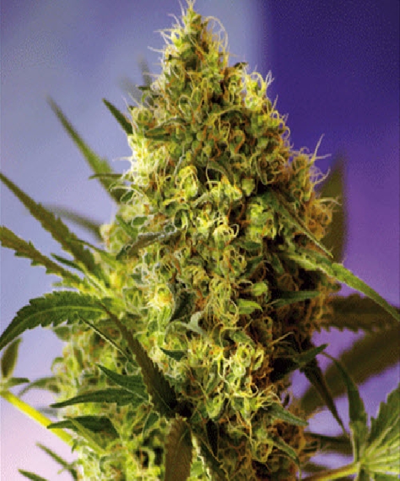 Big Devil #2 Auto Cannabis Seeds