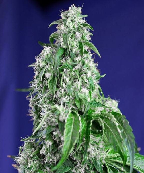 Big Devil Fast F1 Version Cannabis Seeds