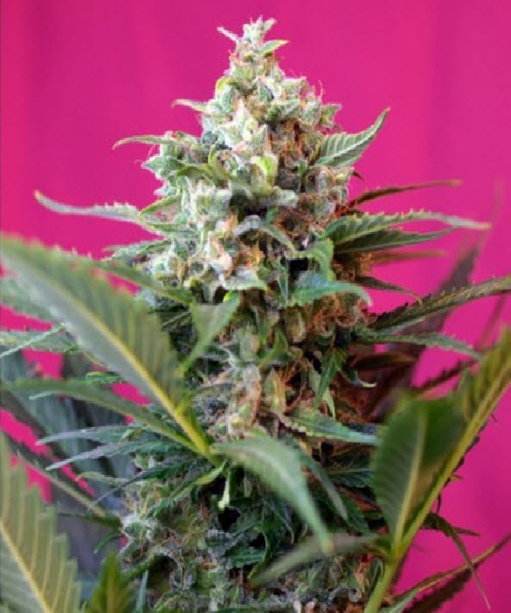 Big Devil XL Auto Cannabis Seeds