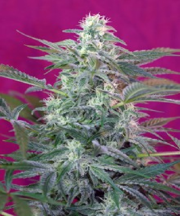 Big Foot Cannabis Seeds