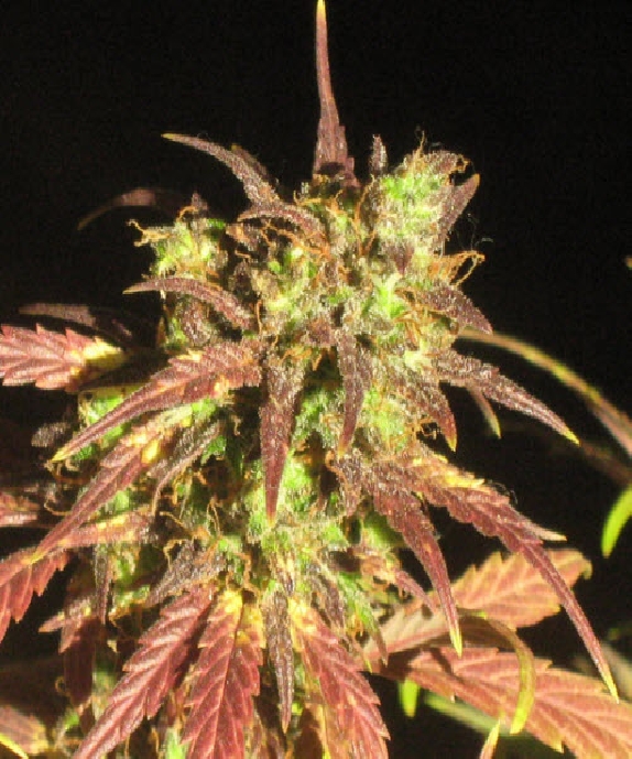 Black Cream Auto Cannabis Seeds