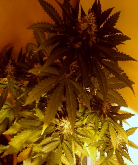 Black Jack Auto Cannabis Seeds