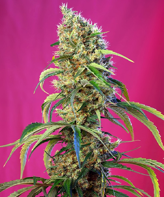 Black Jack CBD Cannabis Seeds