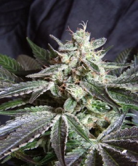 Black Jack F1 Fast Version Cannabis Seeds