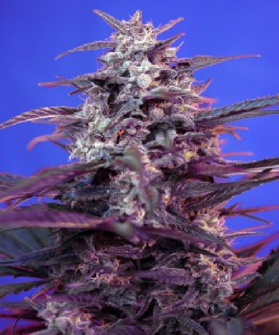 Bloody Skunk Auto Cannabis Seeds